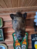 Opgezet wild zwijn, Verzamelen, Ophalen, Zo goed als nieuw, Wild dier, Opgezet dier