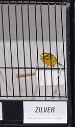 Man mozambiqeusijsen 2025,  in mol Belgie afhalen, Dieren en Toebehoren, Vogels | Kanaries, Mannelijk