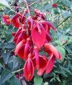 Koraalstruik (Erythrina crista-galli), Volle zon, Vaste plant, Zomer, Ophalen
