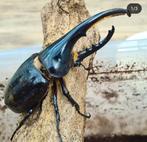 Larven hercules kever, Dieren en Toebehoren, Insecten en Spinnen