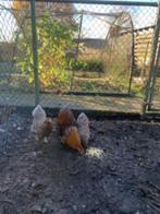 Wyandotte kriel, Dieren en Toebehoren, Pluimvee, Meerdere dieren, Kip