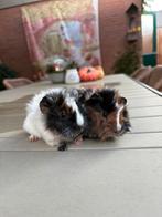 Prachtige gemengd schimmel borstel cavia broertjes, Dieren en Toebehoren, Knaagdieren, Cavia, Mannelijk, Tam, Oktober