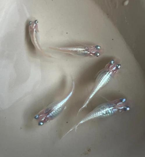 Medaka Miyuki White - Japanse Rijstvis eitjes te koop, Dieren en Toebehoren, Vissen | Aquariumvissen, Vis