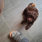 1 chocolade mini toy poedeltje reutje, Dieren en Toebehoren, Honden | Chihuahua's en Gezelschapshonden, Poedel, Meerdere, Meerdere dieren