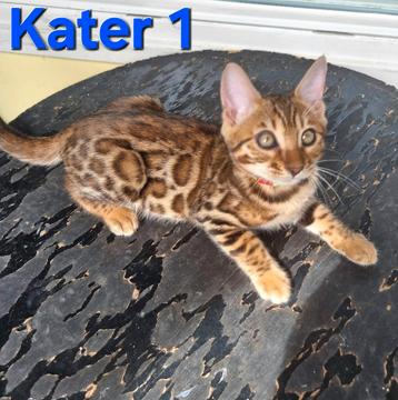 Bengaal kittens met stamboom  beschikbaar voor biedingen