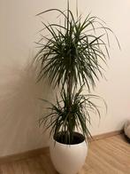 Kamerplant, Ophalen, Halfschaduw, Minder dan 100 cm