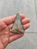 Hastalis haaientand Antwerpen, Verzamelen, Mineralen en Fossielen, Ophalen of Verzenden, Fossiel