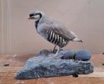 Opgezette vogel taxidermie steenpatrijs, Verzamelen, Dierenverzamelingen, Ophalen of Verzenden, Gebruikt, Vogel, Opgezet dier