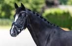 Unieke zwarte dressuurpony merrie, Dieren en Toebehoren, Pony's, Merrie, Dressuurpony, 3 tot 6 jaar, Onbeleerd