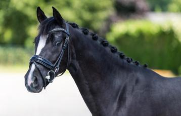 Unieke zwarte dressuurpony merrie beschikbaar voor biedingen
