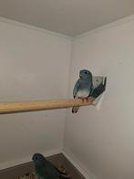 Splendid parkieten blauw, Dieren en Toebehoren, Meerdere dieren, Parkiet