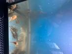 Algenters vissen, Dieren en Toebehoren, Vissen | Aquariumvissen, Vis, Zoetwatervis