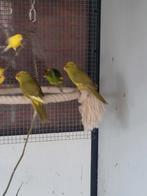 Meerdere kakariki's 2025, Dieren en Toebehoren, Vogels | Parkieten en Papegaaien, Meerdere dieren, Parkiet
