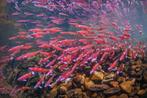 Regenboog elrits rainbow shiner, Dieren en Toebehoren, Vissen | Vijvervissen, Overige soorten