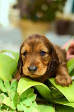 Prachtige Standaard Langhaar Teckel Pups te Koop, Dieren en Toebehoren, Honden | Teckels en Dashonden, Standaard, Rabiës (hondsdolheid)
