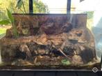 Paludarium, Amfibie