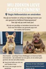 Gastgezinnen gezocht, Dieren en Toebehoren, Rabiës (hondsdolheid), 15 weken tot 1 jaar, Reu, Eén hond