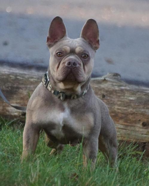 Franse bulldog dekreu met neus, rondom geröntgend, laboklin, Dieren en Toebehoren, Honden | Dekreuen, Reu, Fokker | Hobbymatig