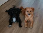 Lieve hondjes zoeken een gouden mandje., Dieren en Toebehoren, Meerdere, Meerdere dieren, Klein, 3 tot 5 jaar