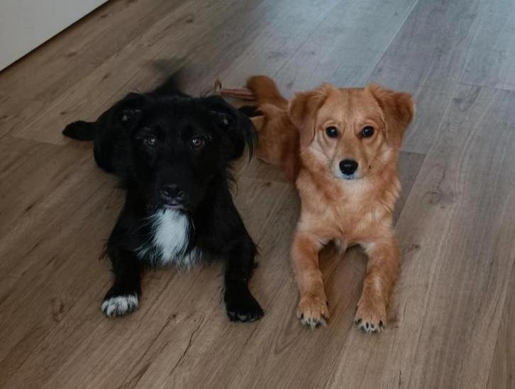 Lieve hondjes zoeken een gouden mandje., Dieren en Toebehoren, Honden | Niet-rashonden, Klein, Meerdere dieren, Particulier, Meerdere
