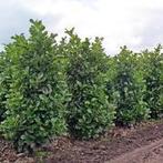 Prunus L Rotundifolia,s in 3 maten (Laurierkers), Tuin en Terras, Planten | Struiken en Hagen, Ophalen, Laurier, 100 tot 250 cm