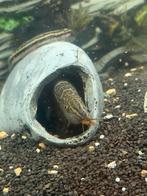 Marmer botia setje, Dieren en Toebehoren, Vis