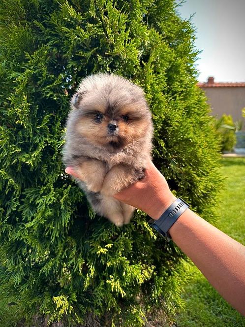 Pomeriaan Merle Tan pups teefjes, Dieren en Toebehoren, Honden | Chihuahua's en Gezelschapshonden, Meerdere dieren, Overige rassen