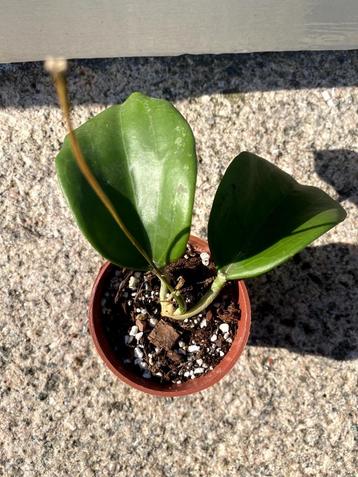 Hoya sp. Gayo clone 10 beschikbaar voor biedingen