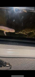 (Ribben)salamander, Dieren en Toebehoren, Reptielen en Amfibieën, 0 tot 2 jaar