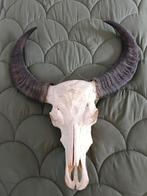 Buffel schedel, Ophalen, Zo goed als nieuw, Schedel