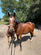 Fokmerrie te koop (Quasimodo van de Molendreef x Manhattan), Dieren en Toebehoren, Paarden, Merrie, Gechipt, Niet van toepassing