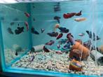 Betta vrouwen, kempvis vrouwen, betta splendens, Vis, Zoetwatervis