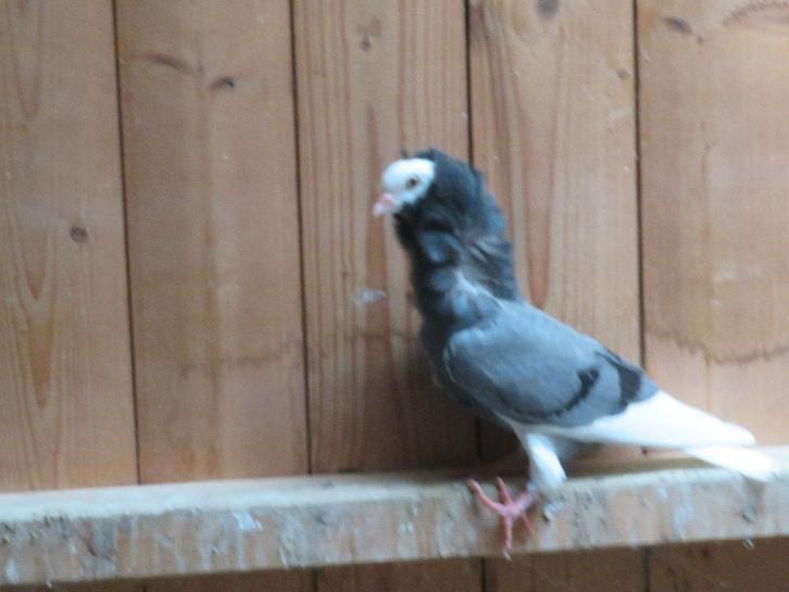 1mooi span oud hollandse kapucijnen sierduiven, Dieren en Toebehoren, Vogels | Duiven, Overige soorten, Meerdere dieren