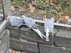 Diamantduifjes, Meerdere dieren, Overige soorten