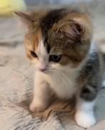 Gezocht Cyperse kitten grijs wit, Ophalen