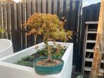 Bonsai acer palmatum benichidori, Ophalen, Bloeit niet, Halfschaduw, Overige soorten