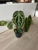 Anthurium crystalinum, Huis en Inrichting, Kamerplanten, Ophalen of Verzenden, Halfschaduw, Minder dan 100 cm