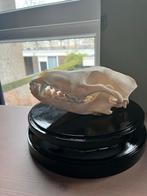 Schedel coyote, Ophalen of Verzenden, Zo goed als nieuw, Schedel