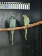 Halsbandparkiet | Aqua man x aqua bont pop