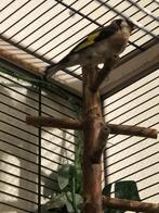 Bloem putter, Ophalen, Metaal, Broedkooi of Kweekkooi