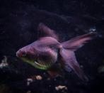 Sluierstaart goudvis man, Dieren en Toebehoren, Vissen | Aquariumvissen, Vis, Zoetwatervis