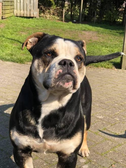 Old english bulldog dekreu, Dieren en Toebehoren, Honden | Dekreuen, Reu, Particulier, Eén hond, Nederland, 3 tot 5 jaar