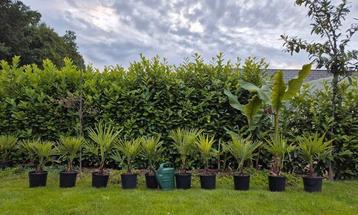 Palmboom Trachycarpus Fortunei chinese waaierpalm winterhard beschikbaar voor biedingen