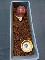 9. Turtle Hides verschillende kleuren en grote, Dieren en Toebehoren, Ophalen of Verzenden, Nieuw, Overige typen