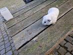 Mooie cavia’s, 4 vrouwtjes, Dieren en Toebehoren, Knaagdieren, Oktober, Vrouwelijk, Cavia