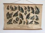 Schoolplaat dagroofvogels en uilen van H.J. Slijper, Ophalen, Natuur en Biologie