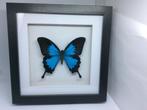 Papilio Ulysses, Ophalen of Verzenden, Nieuw, Overige soorten, Opgezet dier