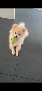 Pomeriaan teefje 5maandjes, Dieren en Toebehoren, Honden | Niet-rashonden, 15 weken tot 1 jaar, Teef, Eén hond, Klein