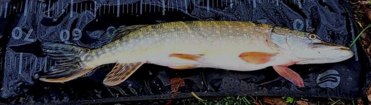 Deel 1) 2 sets FL snoekstreamers op Double Hook / Fleurhaak, Watersport en Boten, Hengelsport | Roofvissen, Nieuw, Complete set