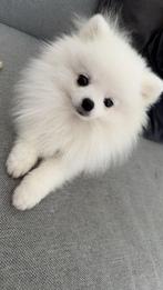 Pomeriaan dekreu, Dieren en Toebehoren, Honden | Poolhonden, Keeshonden en Oertypen, Reu, 1 tot 2 jaar, Eén hond, Nederland